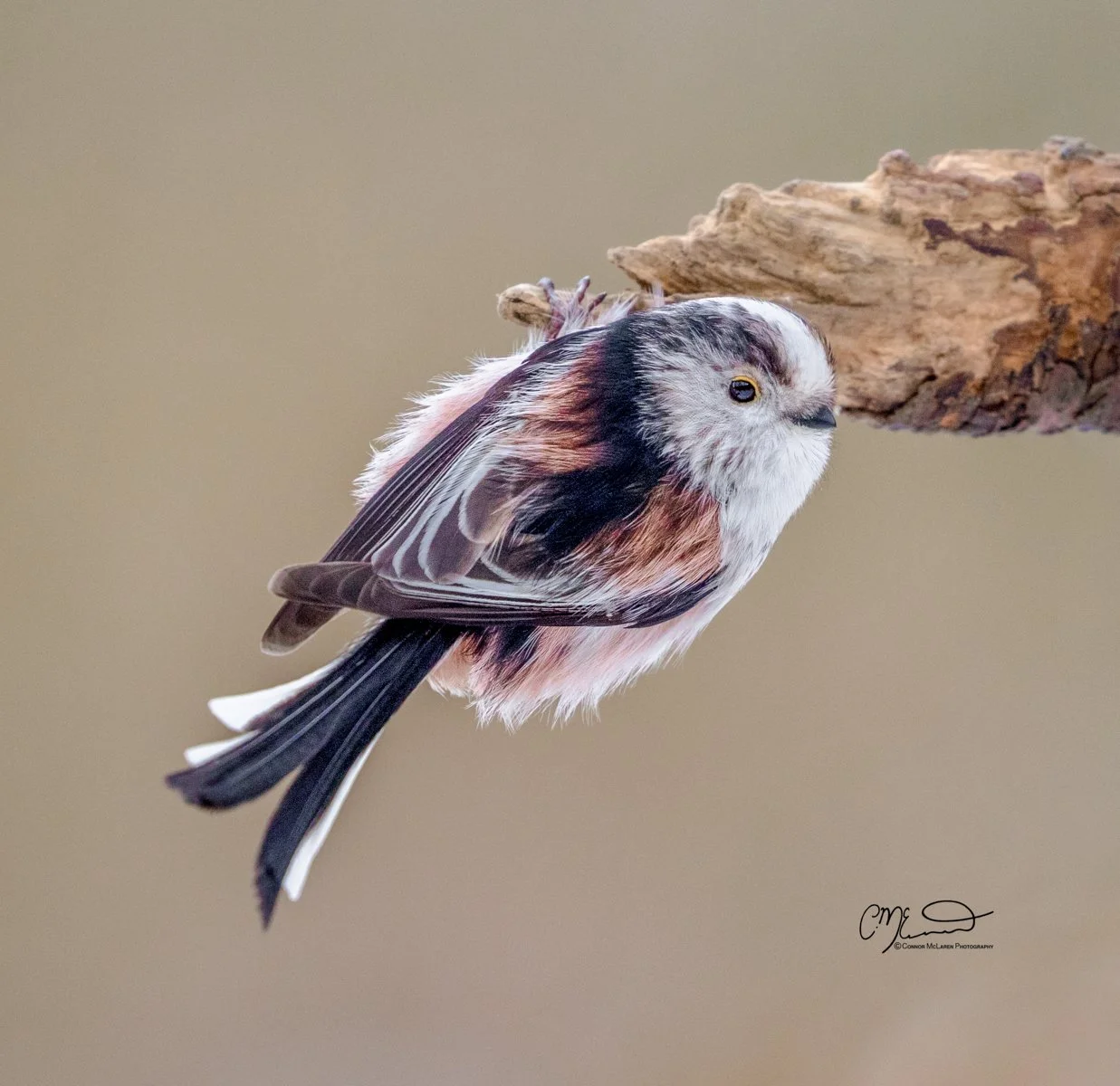 Long tailed Tit, Scottish wildlife & nature, Scotland. A close-up of a small bird with pink, black, and white feathers perched on a wooden branch.