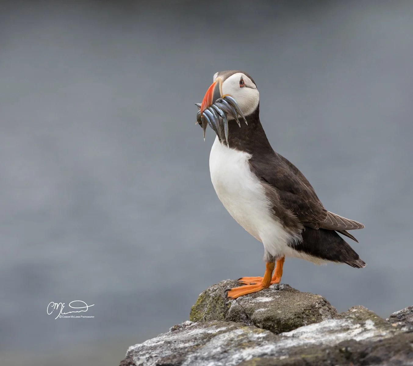 puffin, Scottish wildlife & nature, Scotland. A puffin standing on a rock holding several fish in its beak.