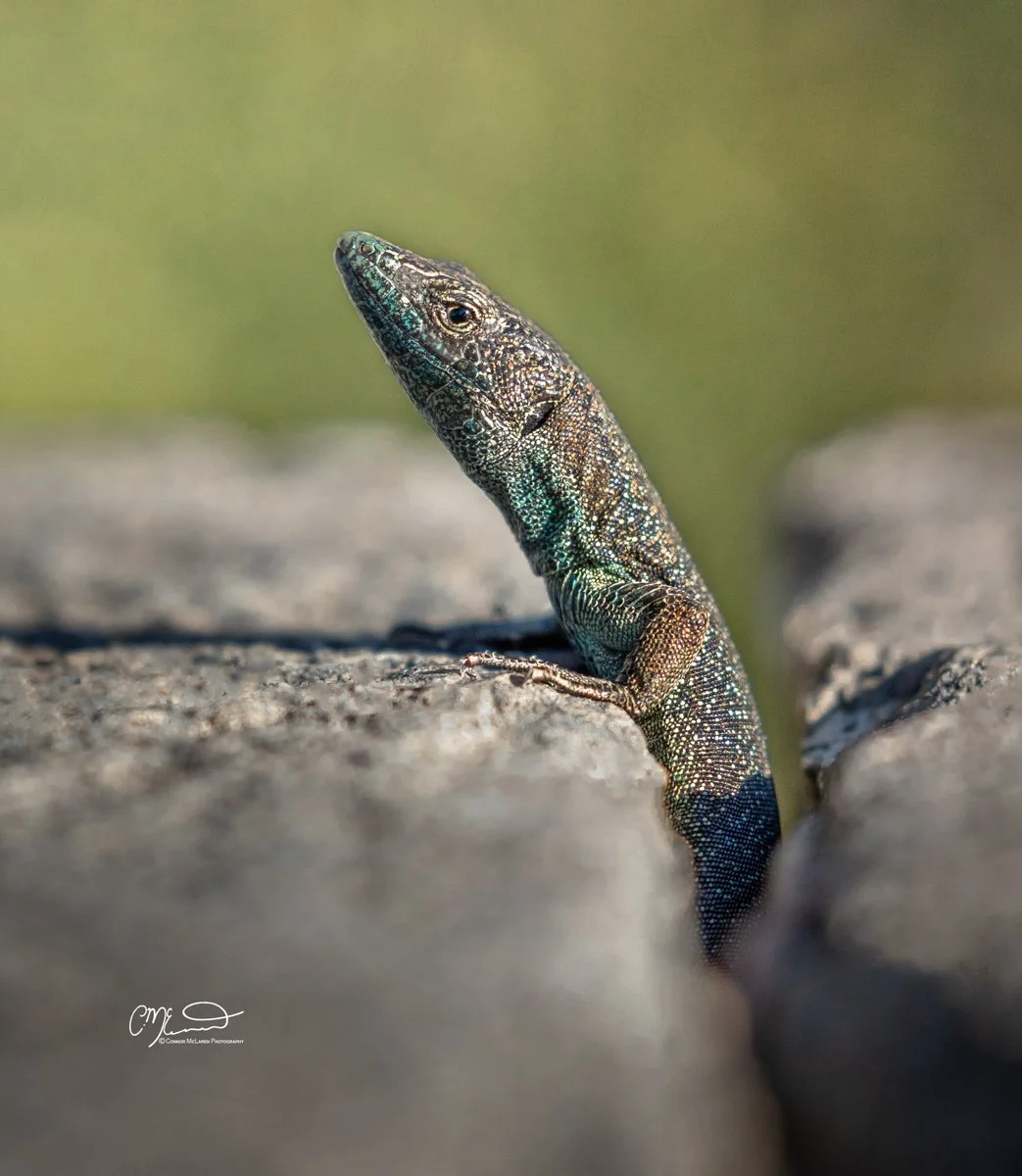 wall lizard, Madeira Portugal. A small lizard resting on a large brown rock in a lush green mountainous landscape with clouds in the background.
