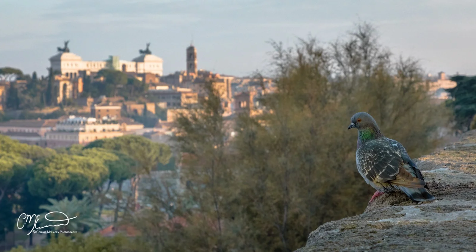 Roman Forum and colosseum, Rome & the vatican. A pigeon standing on a rock with a city skyline and trees in the background, under a cloudy sky.