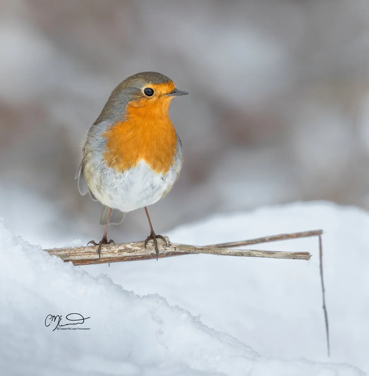 robin,  Scottish wildlife & nature, Scotland. A European robin perched on a small stick in the snow, with a blurred winter background.