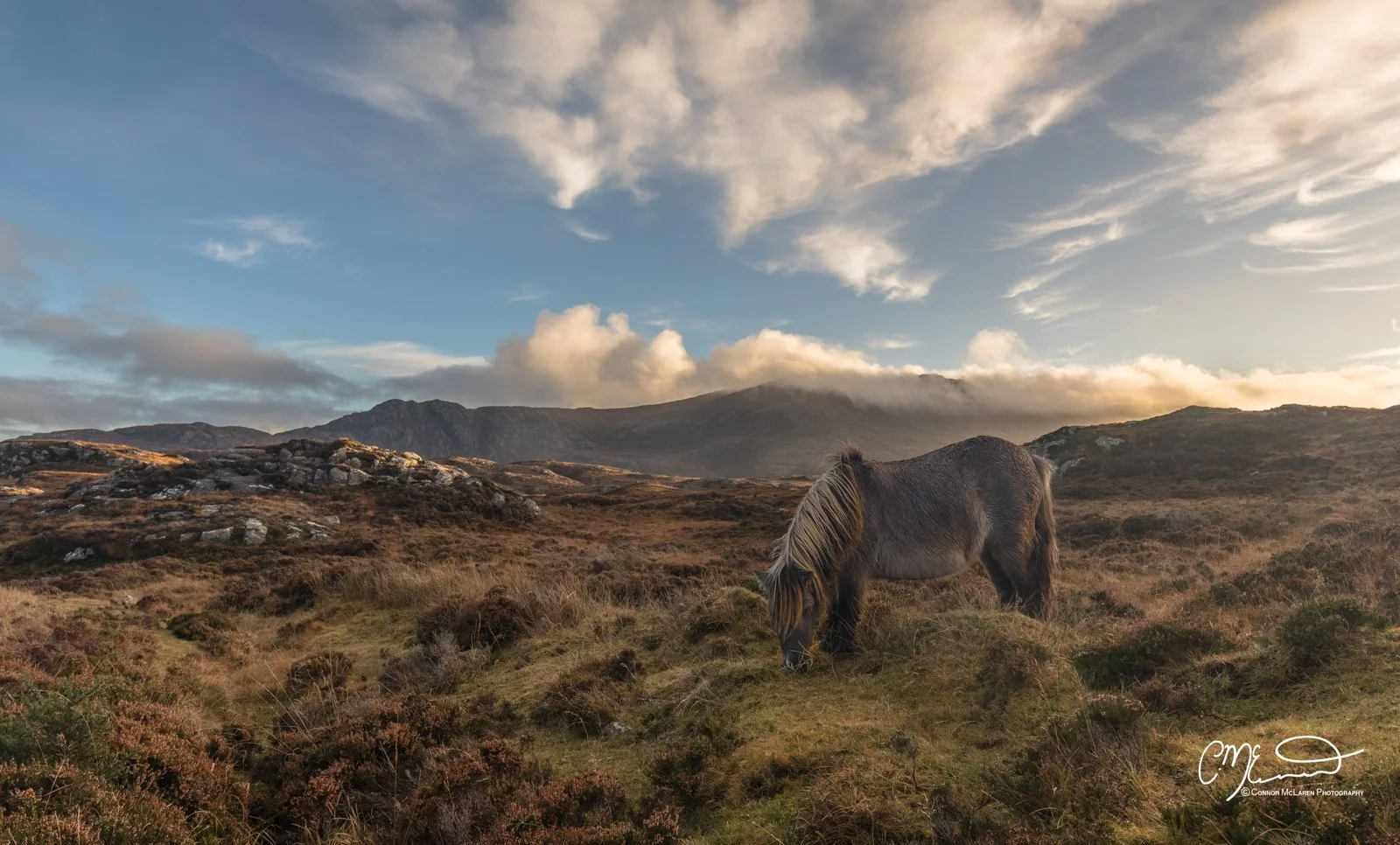 Scotland, Lewis Harris & Outer Hebrides, South Uist. A pony grazing on grass in a hilly, mountainous landscape during sunset with cloudy sky.