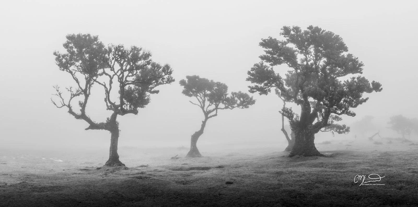Laurel tree, Fanal Forest, Madeira Portugal. Three twisted trees in a foggy landscape, black and white photo.