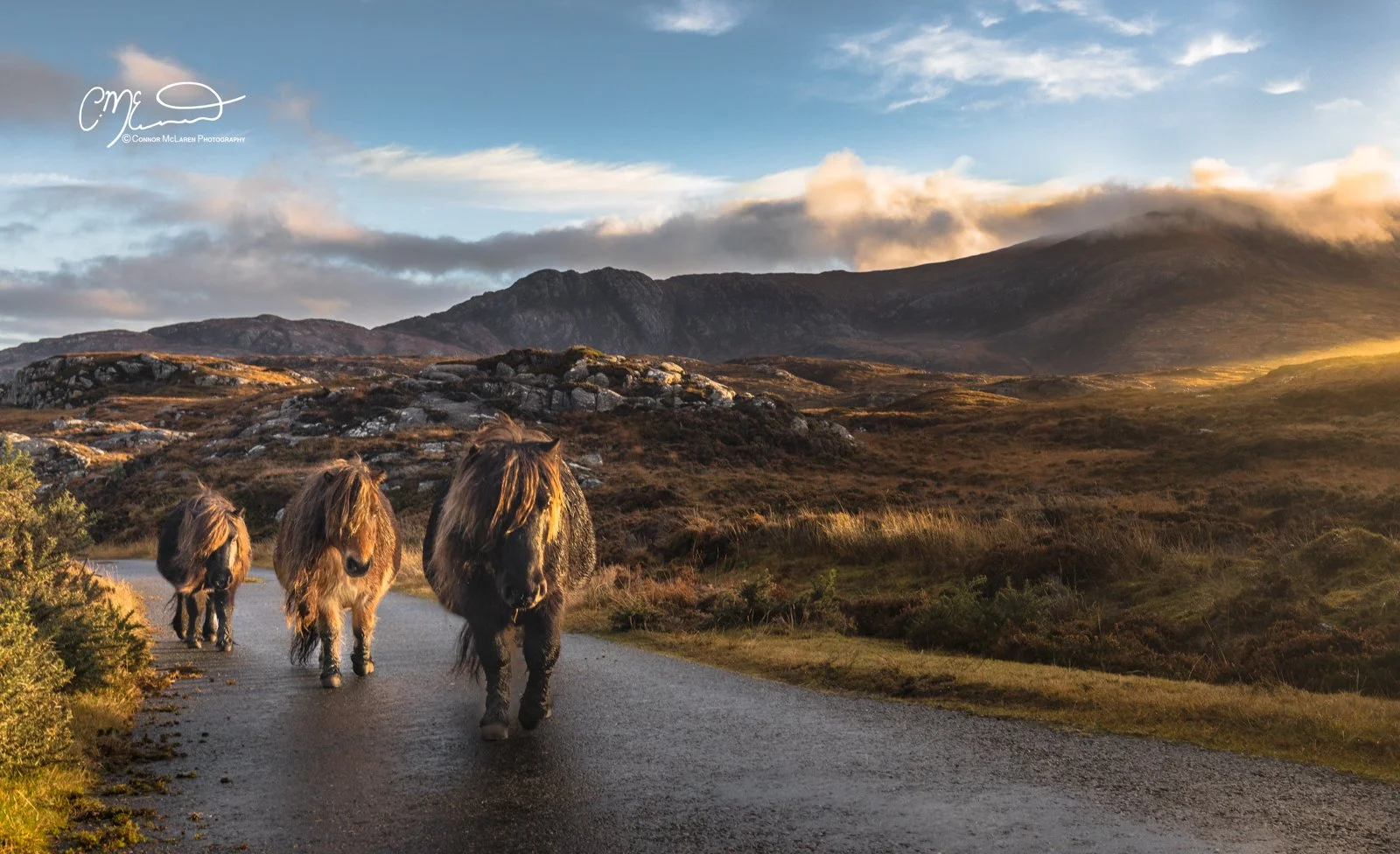 Scotland, Lewis Harris & Outer Hebrides, South Uist. Three Highland cattle walking on a paved road through a scenic landscape with rolling hills and mountains in the background, under a partly cloudy sky during sunset.