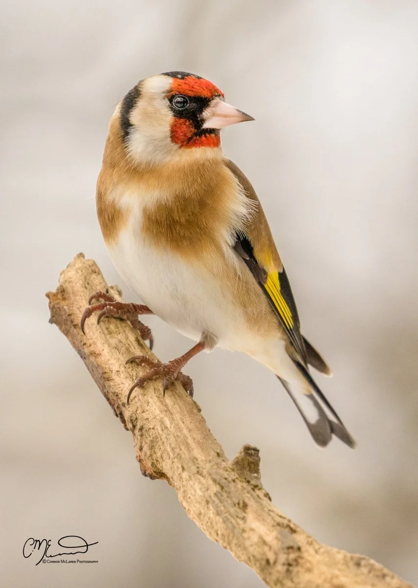 goldfinch, Scottish wildlife & nature, Scotland. A colorful bird with a red face and black markings, perched on a small, textured tree branch against a plain gray background.
