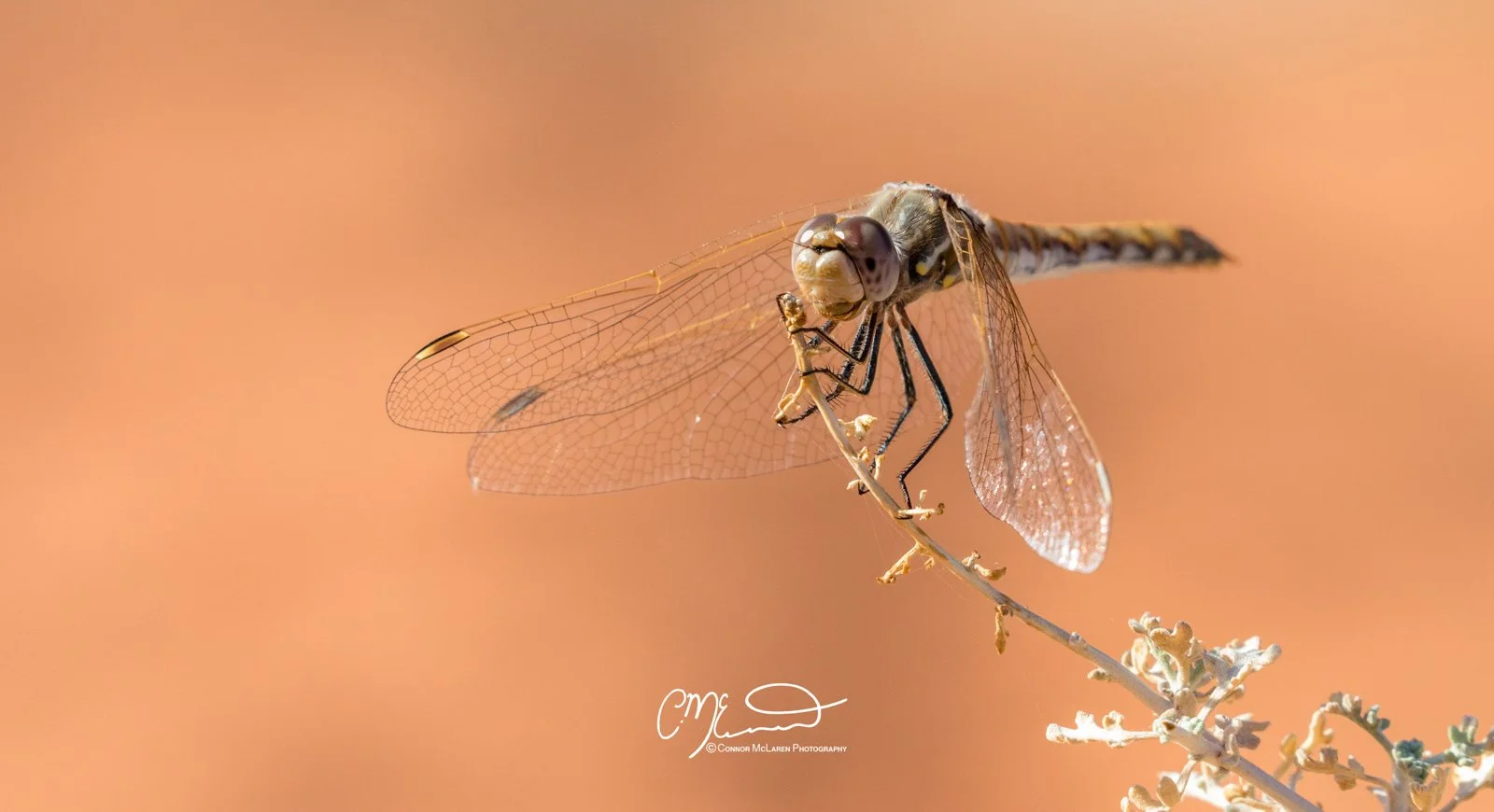 Valley of fire Nevada Wildlife, Dragonfly. Close-up of a dragonfly perched on a dry plant stem with a blurred orange background.