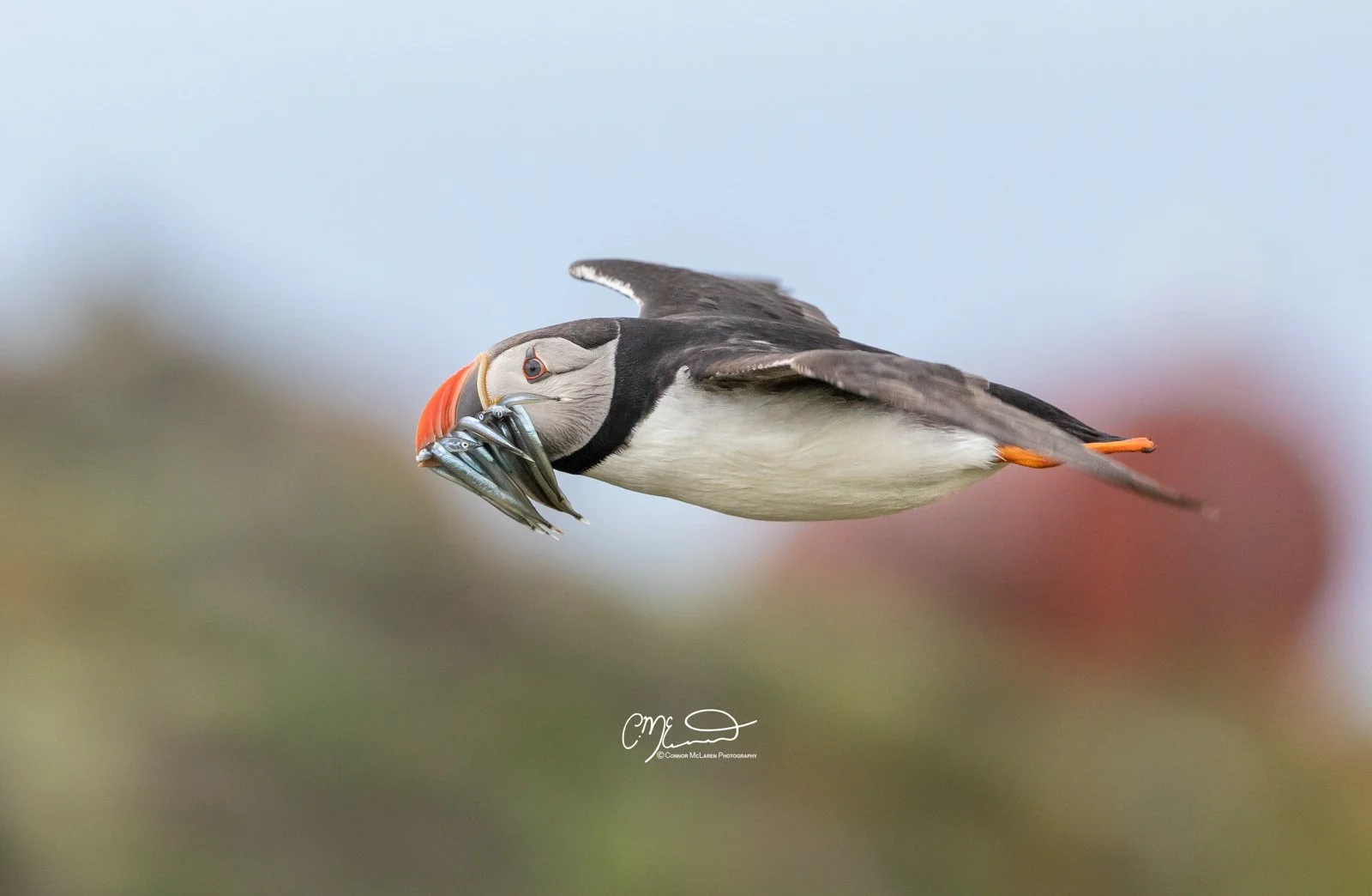 puffin, Scottish wildlife & nature, Scotland. A puffin bird flying with a beak full of small fish.