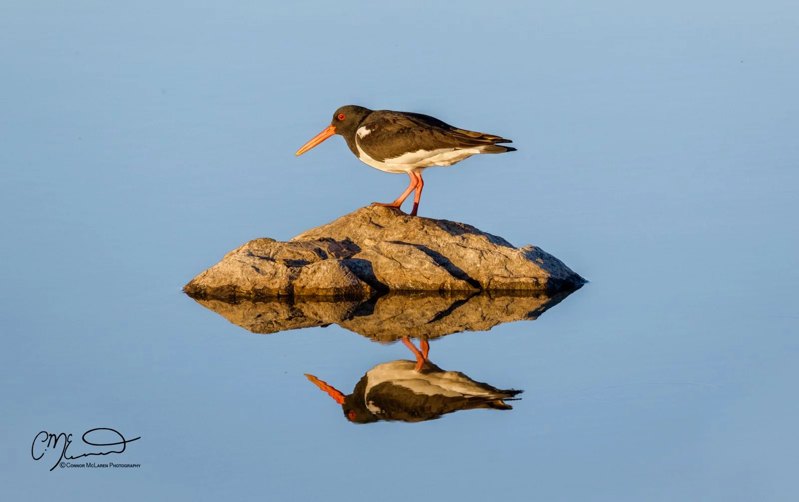 oystercatcher,  Scottish wildlife & nature, Scotland. A black and white bird with a long orange beak and orange legs standing on a rock in calm water, with its reflection visible below.