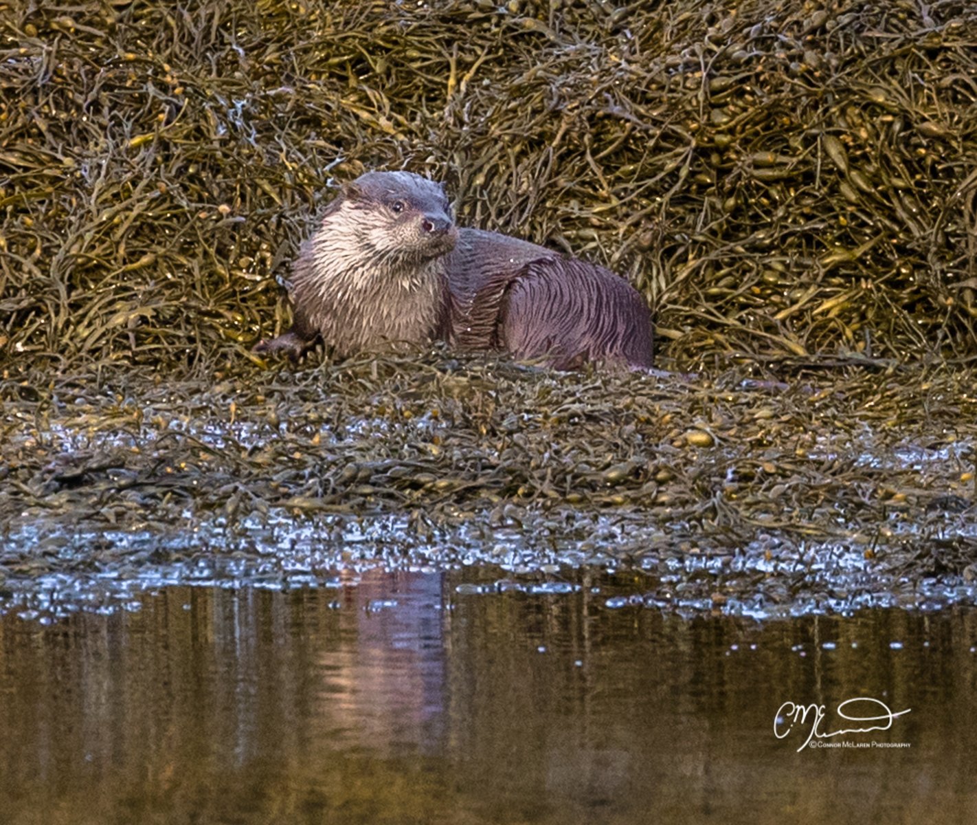 Otter, Scottish wildlife & nature, Scotland. A river otter resting on seaweed in a body of water.