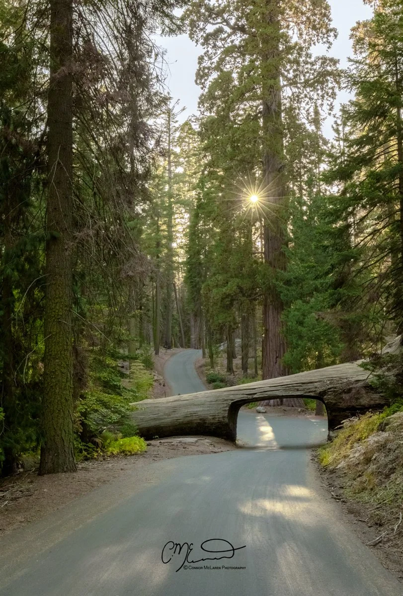 Sequoia National Park, USA, Giant redwoods. A picturesque dirt road winding through a dense forest of tall trees with sunlight peeking through, featuring a large fallen log across the road acting as a natural bridge.