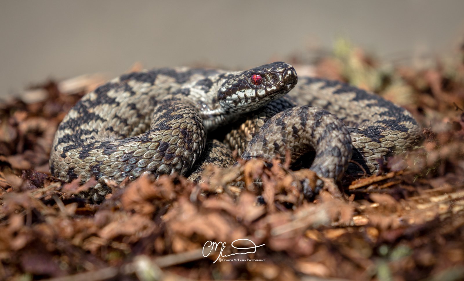 adder, Scottish wildlife & nature, Scotland. A close-up of a rattlesnake on the ground amid dry leaves, with gray, black, and brown patterned scales and red eyes.
