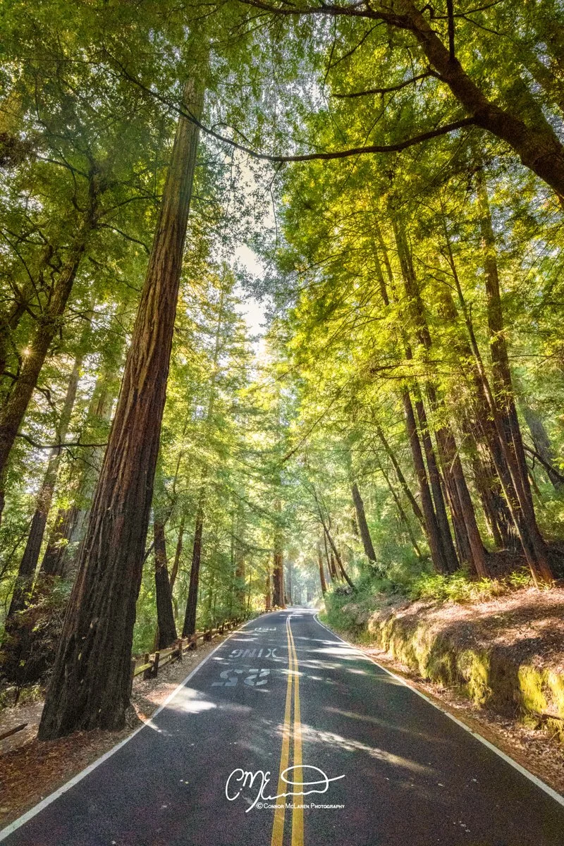 Giant redwoods, big basin state park, california, united states of america, usa. A winding forest road surrounded by tall green trees with sunlight filtering through the leaves.