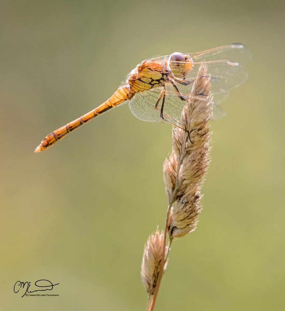 common darter dragonfly, Scottish wildlife & nature, Scotland. Close-up of an orange and yellow dragonfly perched on a dried grass stem against a soft, green blurred background.