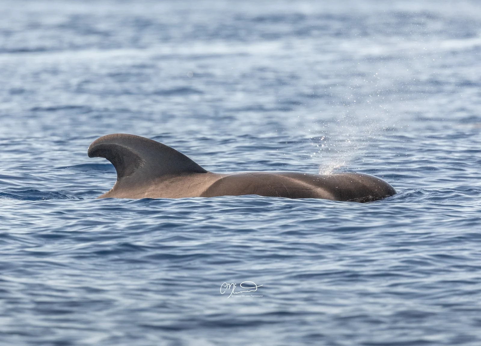 pilot whale, dolphin, Madeira Portugal. A whale partially submerged in the ocean, showing its dorsal fin and a splash of water.