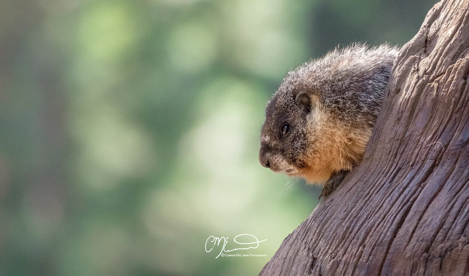 Sequoia National Park, wildlife, marmot, California, United States of America, USA. A Marmot peeking out from behind a tree trunk.