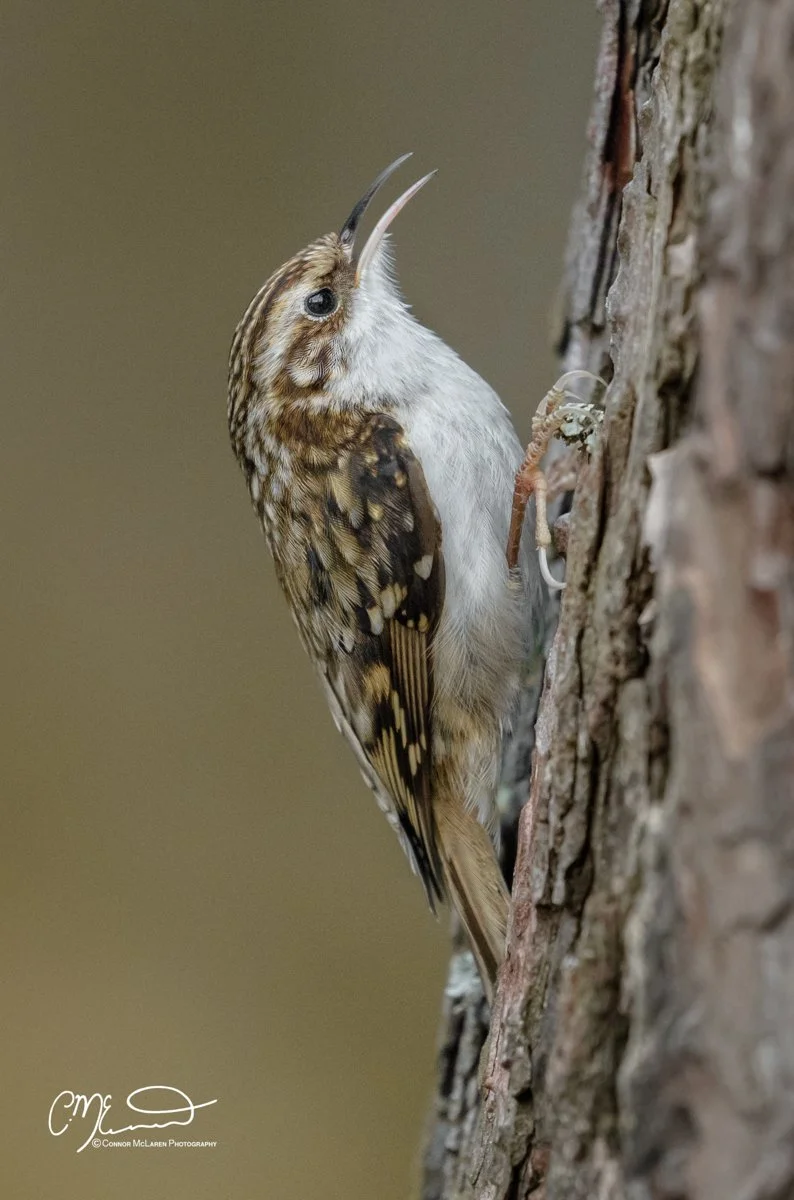 tree creeper, Scottish wildlife & nature, Scotland. A brown and white treecreeper clinging to the side of a tree trunk with its beak open.