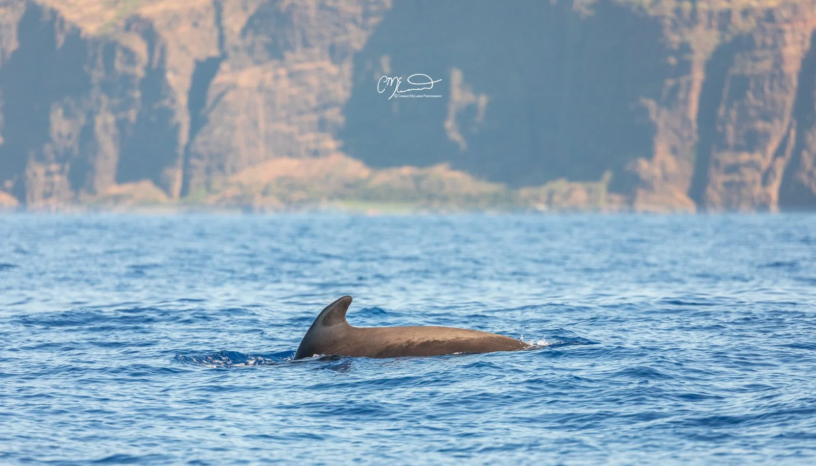 pilot whale, dolphin, Madeira Portugal. A dolphin's dorsal fin and part of its back visible above the water in the ocean with a rocky coastline in the background.