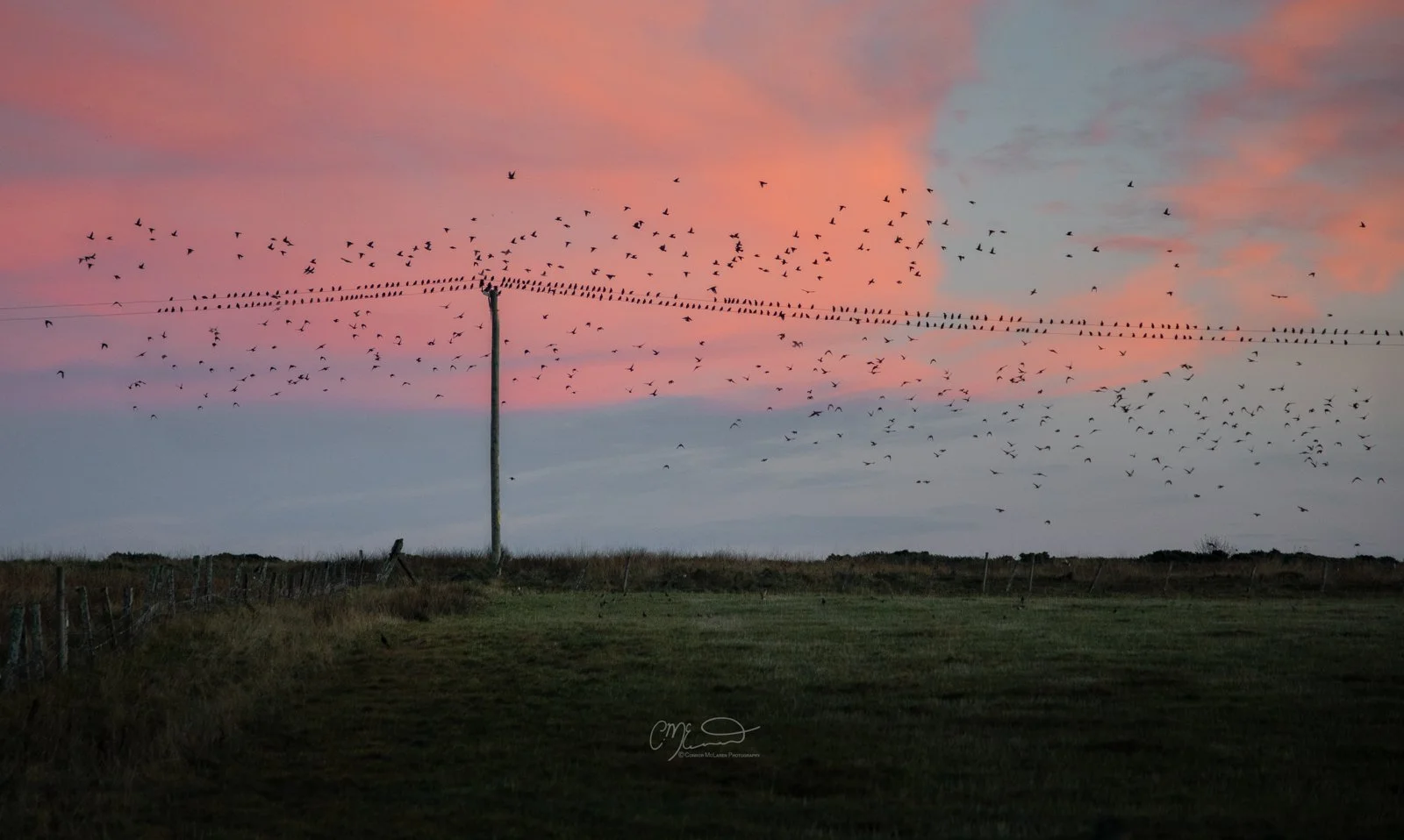 Scotland, north coast 500, NC500, starlings. .A sunset over a rural landscape with a flock of birds perched on power lines and flying in the sky, pink and blue clouds in the background.