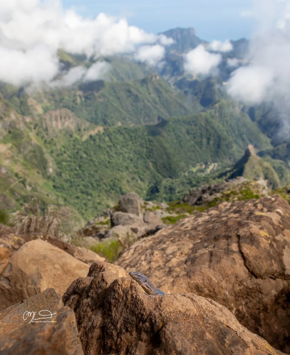 Pico do Arieiro mountain top, wall lizard, Madeira Portugal. A small lizard resting on a large brown rock in a lush green mountainous landscape with clouds in the background.