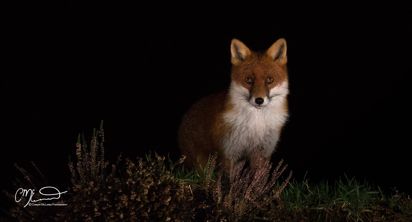 Red fox, Scottish wildlife & nature, Scotland. A fox sitting on grass and small plants at night with a dark background.