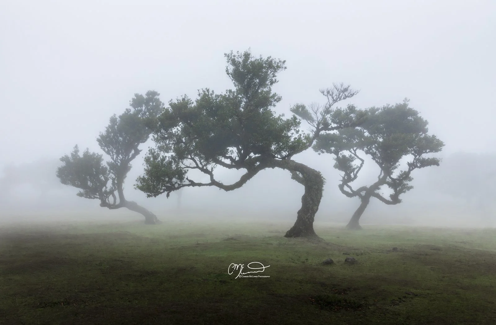 Fanal Forest, Madeira Portugal. Three windswept trees in foggy landscape with green grass.