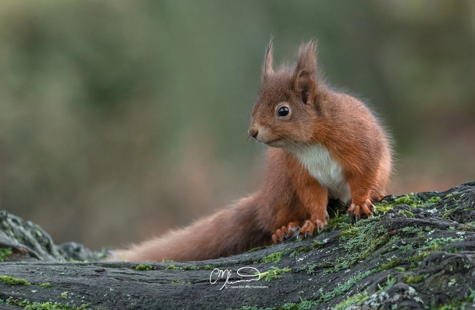 Red squirrel, Scottish wildlife & nature, Scotland. A young red squirrel with white underbelly sitting on a moss-covered log, looking to the side in a natural outdoor setting.