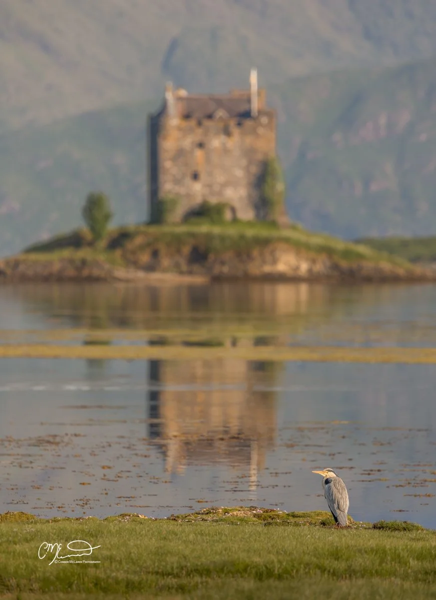 Castle Stalker, Western Highlands, Scotland. A heron standing on the grass near a body of water with a castle on a small island and mountains in the background, during daytime.