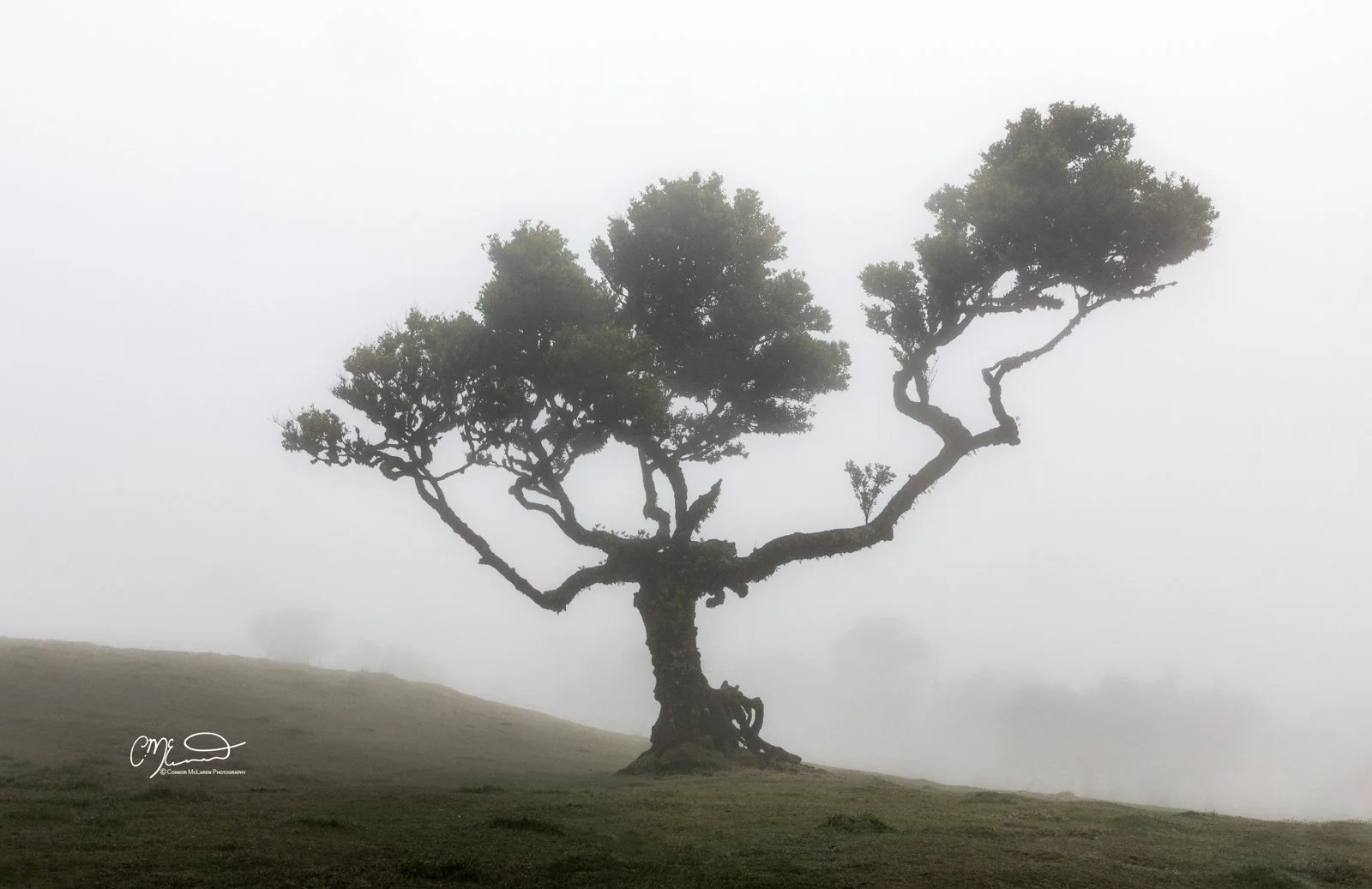 A solitary, twisted tree with sparse foliage stands on a grassy hill amidst foggy weather, creating a mysterious atmosphere.