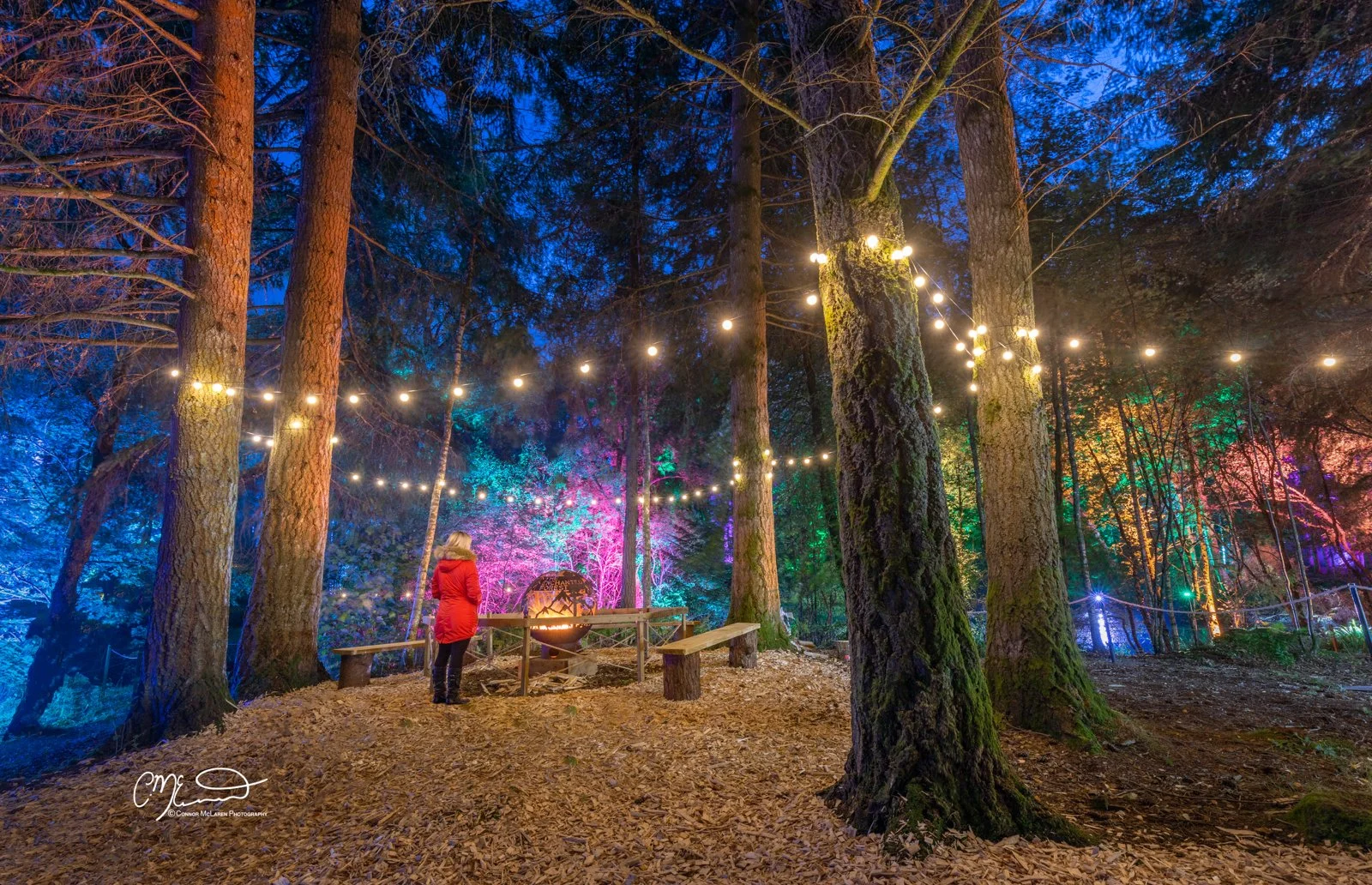 Scottish Central Highlands, Scotland, Perthshire enchanted forest Pitlochry. A person in a red coat standing in a forest with colorful lights and string lights hanging overhead.
