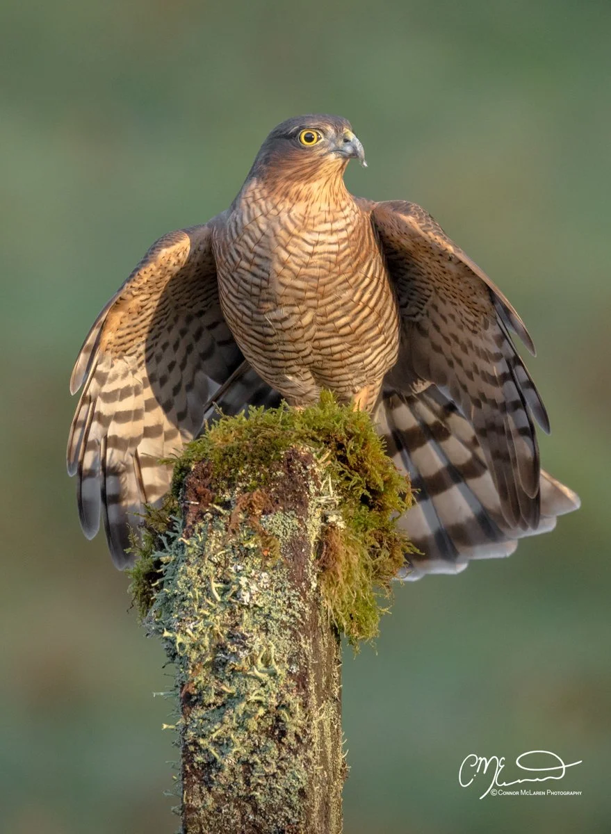 sparrowhawk,  Scottish wildlife & nature, Scotland. A bird of prey, possibly a hawk or falcon, perched on a moss-covered branch with its wings slightly spread, looking to the right.