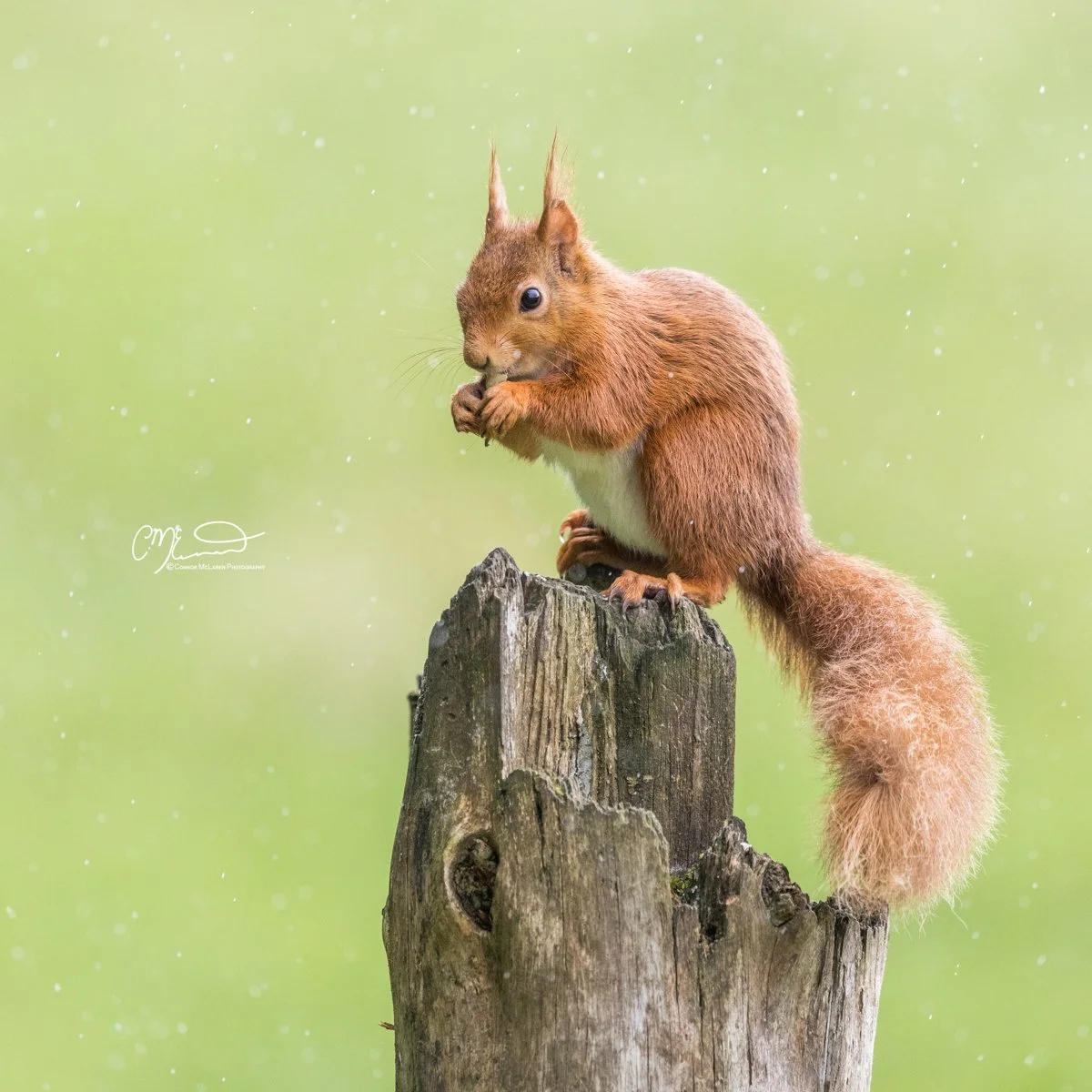 Red squirrel, Scottish wildlife & nature, Scotland. A red squirrel sitting on a weathered tree stump, eating something with a blurred green background and small white specks.