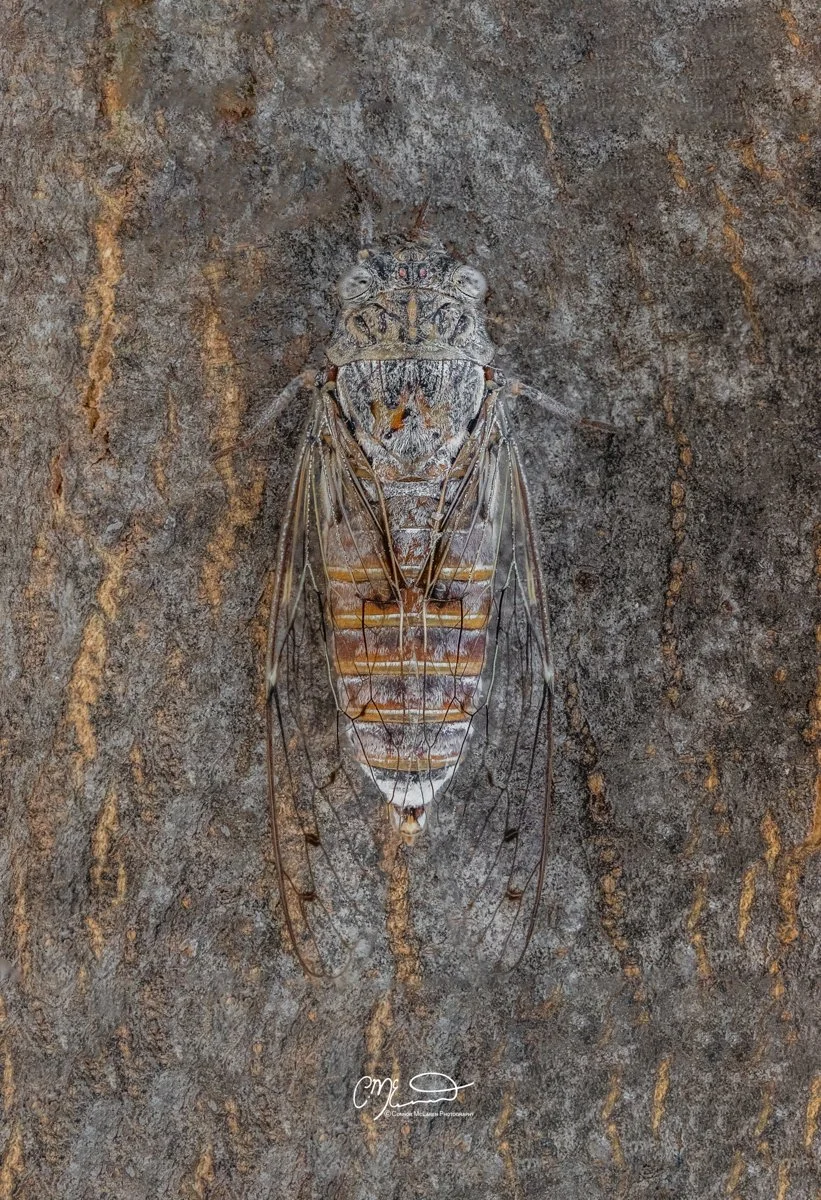 National Geographic, cicada camoflauge, Cyprus. Close-up of a cicada emerging from its exoskeleton on a textured tree bark background.