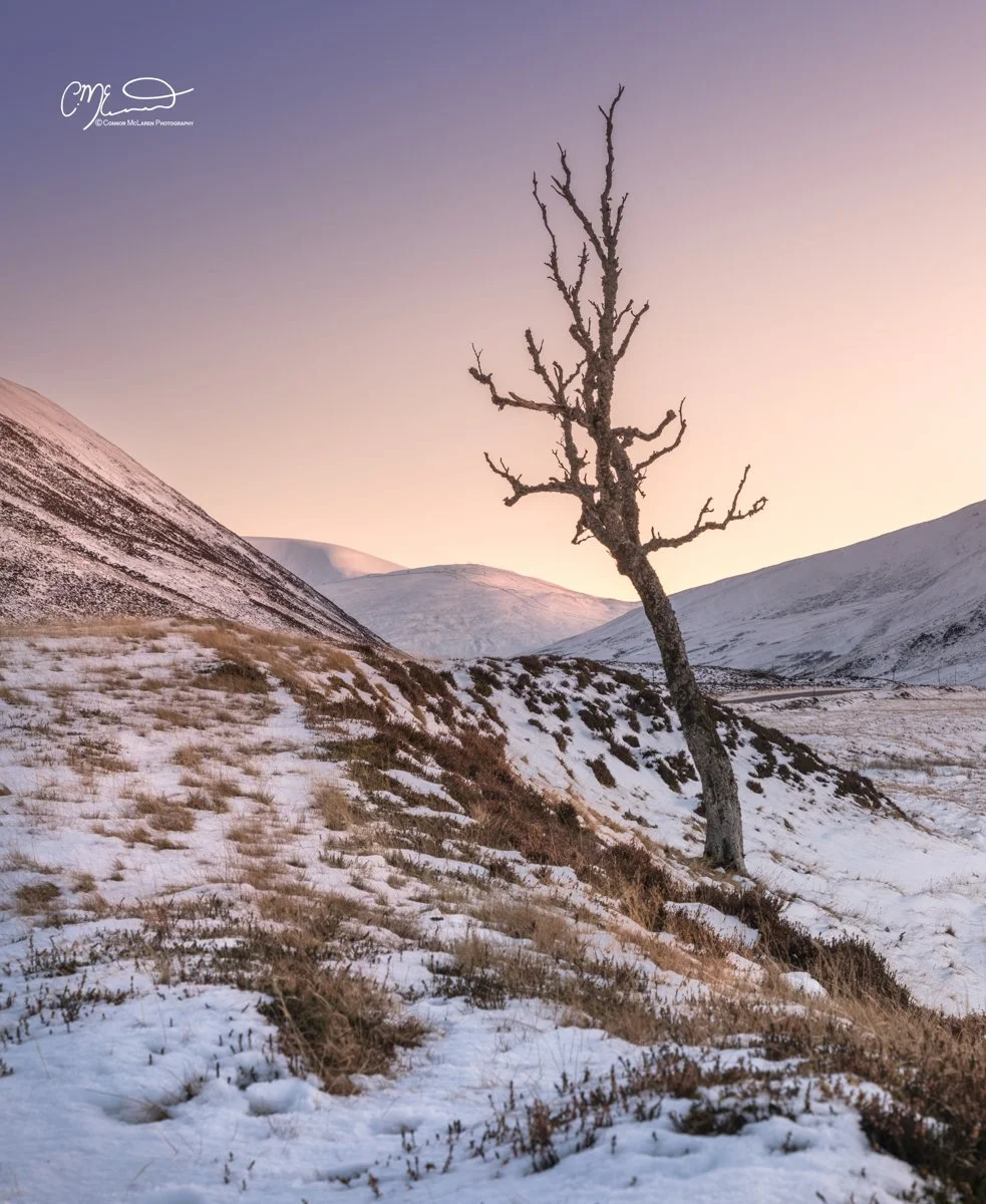 Scottish Central Highlands, Scotland, Perthshire Glen Shee. A snow-covered hillside with sparse grass and a barren, leaning tree in a mountainous landscape during sunset.