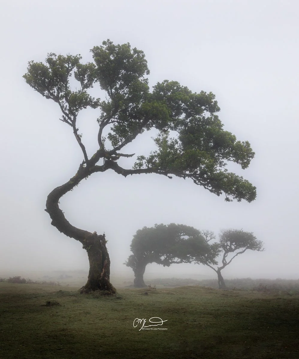 Laurel tree, Fanal Forest, Madeira Portugal. Three trees with curved trunks standing on grassy land in a foggy landscape.