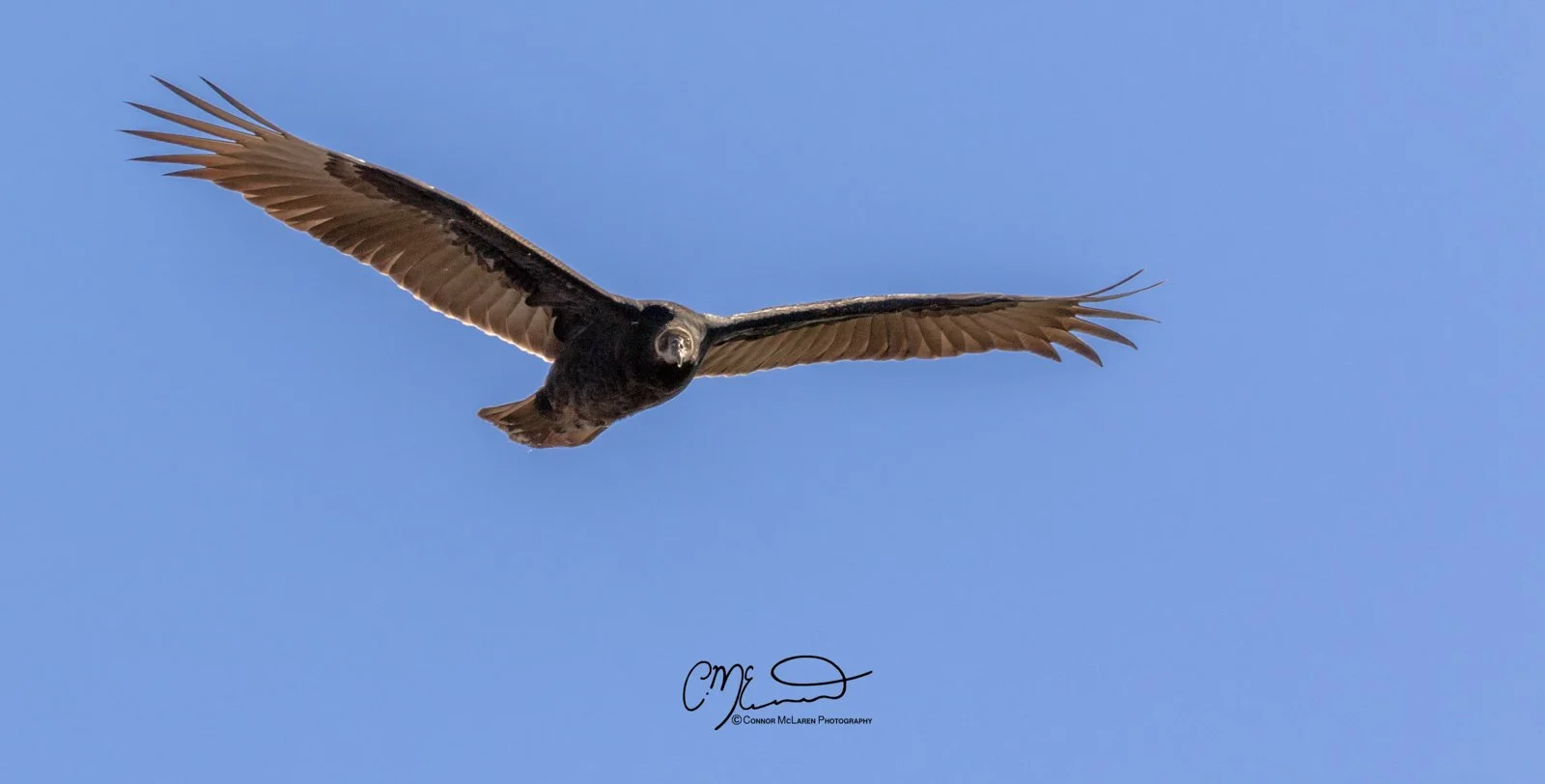 Grand Canyon, south rim, young turkey vulture bird of prey, raptor, Arizona AZ, united states of america, usa. A bird of prey, a vulture  flying in the sky with its wings spread wide.