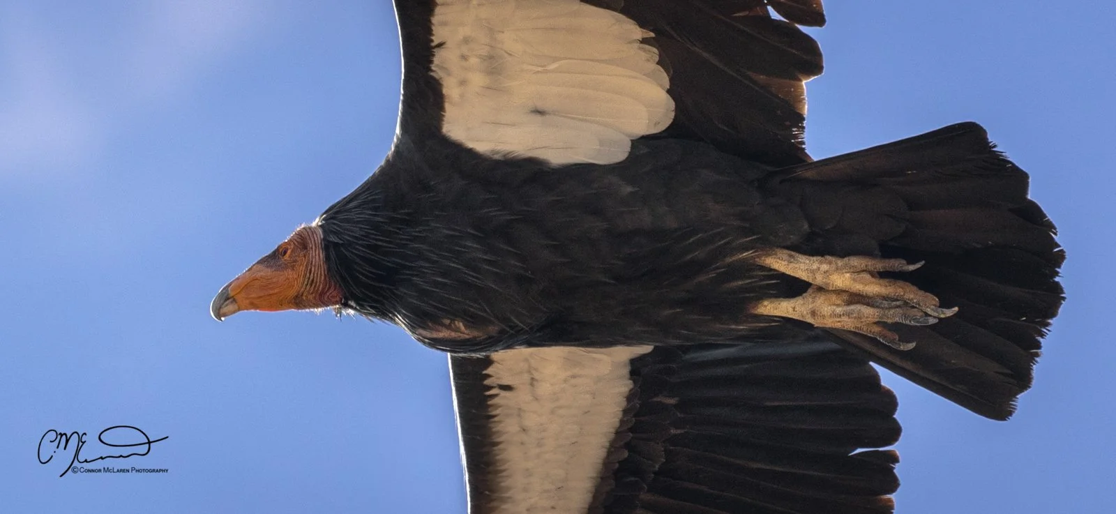 Grand Canyon, south rim, California Condor bird of prey, raptor, Arizona AZ, united states of america, usa. Close-up of a bald eagle with spread wings against a blue sky.