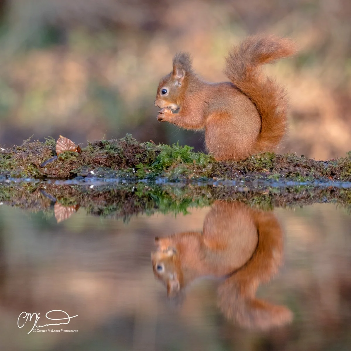 Red squirrel, Scottish wildlife & nature, Scotland. A red squirrel sitting on a mossy, muddy patch of ground near water, holding a nut in its paws, with its reflection visible in the water.