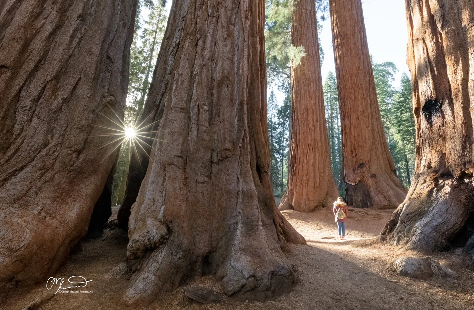 Sequoia National Park, giant redwoods, California, United States of America, USA. A person walking among giant sequoia trees with sunlight filtering through the branches.