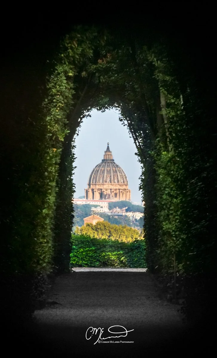 Roman Forum and colosseum, Rome & the vatican. View of St. Peter's Basilica framed by trees and a green hedge in a garden or park.