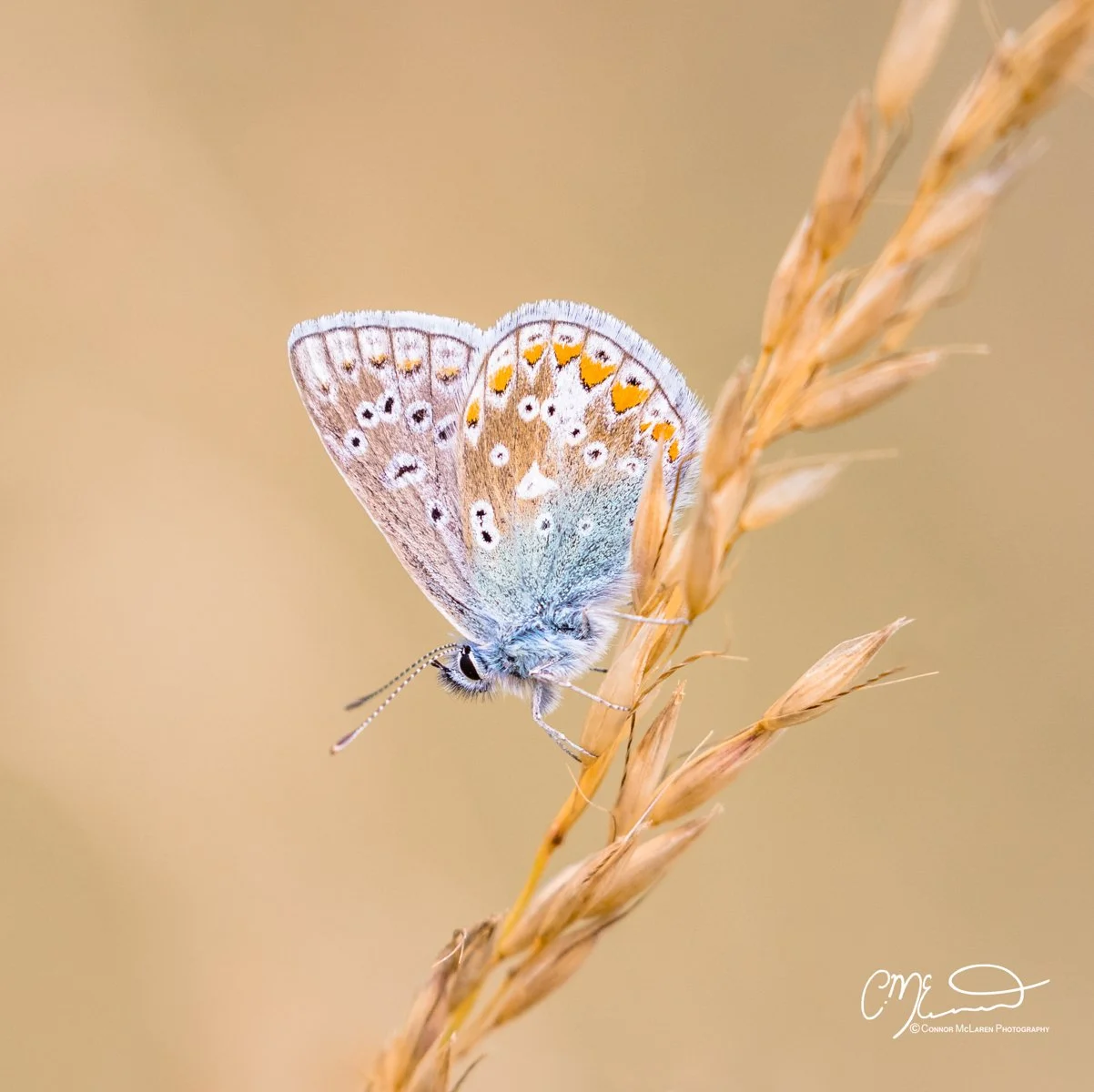 common blue butterfly, Scottish wildlife & nature, Scotland. Close-up of a small blue butterfly with orange and black spots on a dry grass stalk against a blurred beige background.
