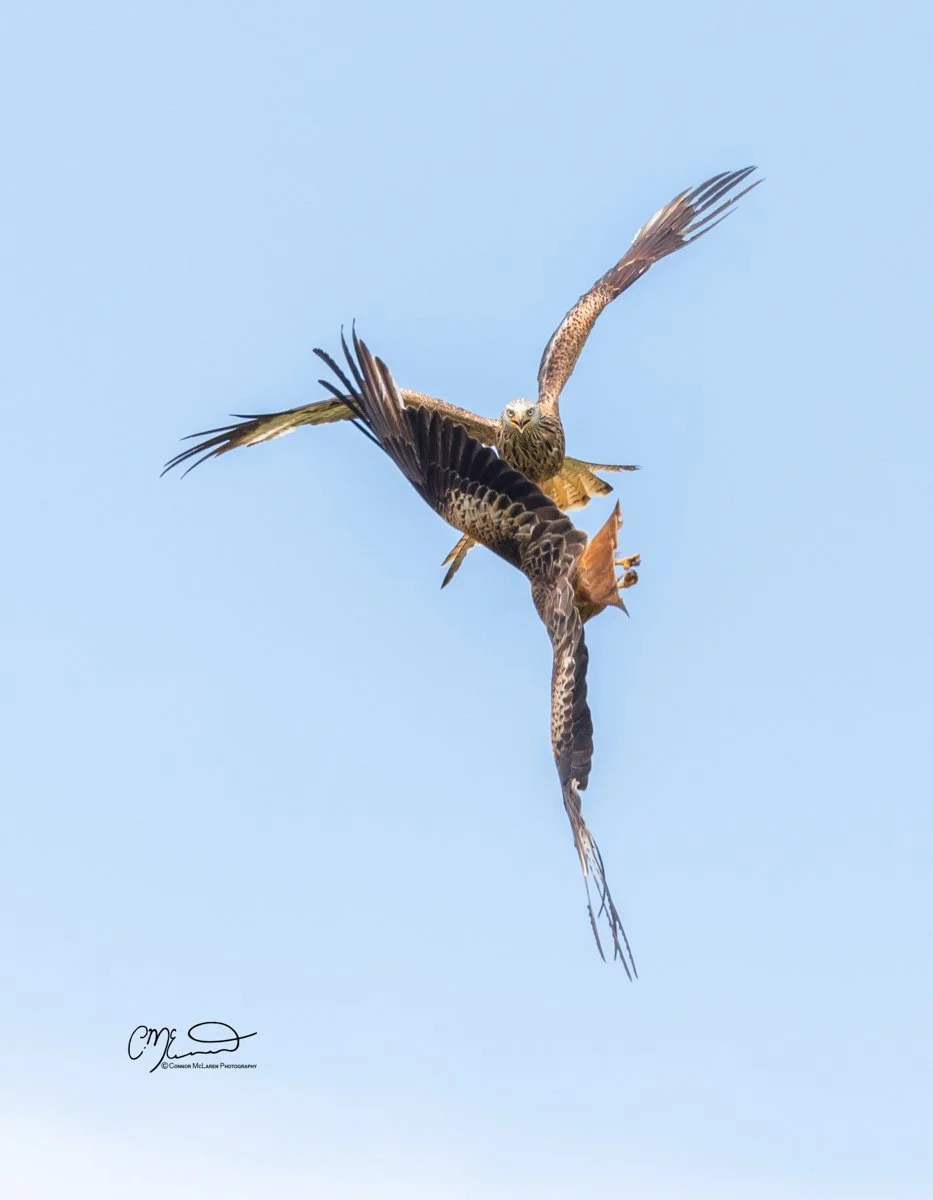 Red kite, Scottish wildlife & nature, Scotland. A hawk in mid-air catching a smaller bird with its talons against a clear blue sky.