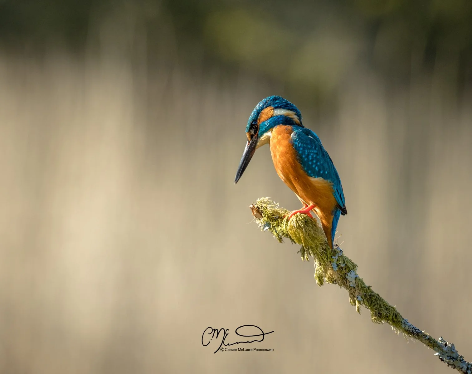 common kingfisher, Scottish wildlife & nature, Scotland. Colorful kingfisher bird perched on a mossy branch, looking down.