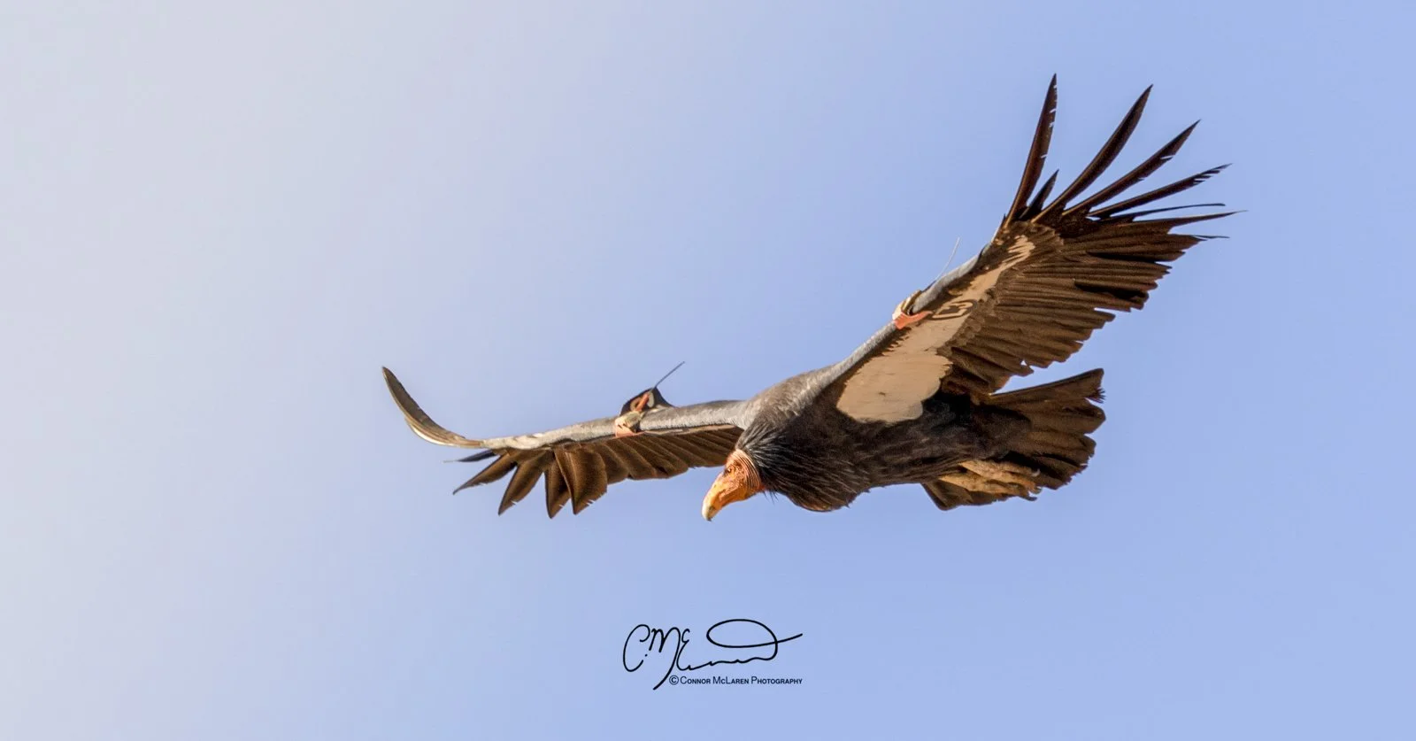 Grand Canyon, south rim, California Condor bird of prey, raptor, Arizona AZ, united states of america, usa. A soaring vulture with extensive tail feathers and a brown head against a clear blue sky.