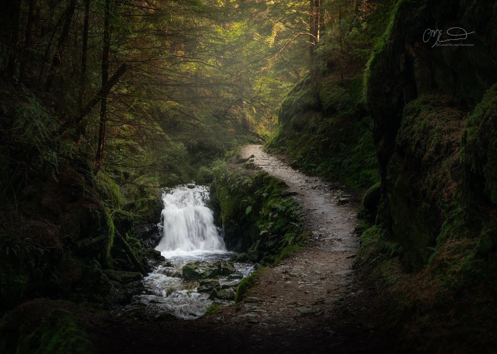 Pucks glen, Western Highlands, Scotland. A forest trail alongside a small waterfall with lush green moss and trees, sunlight filtering through the canopy.