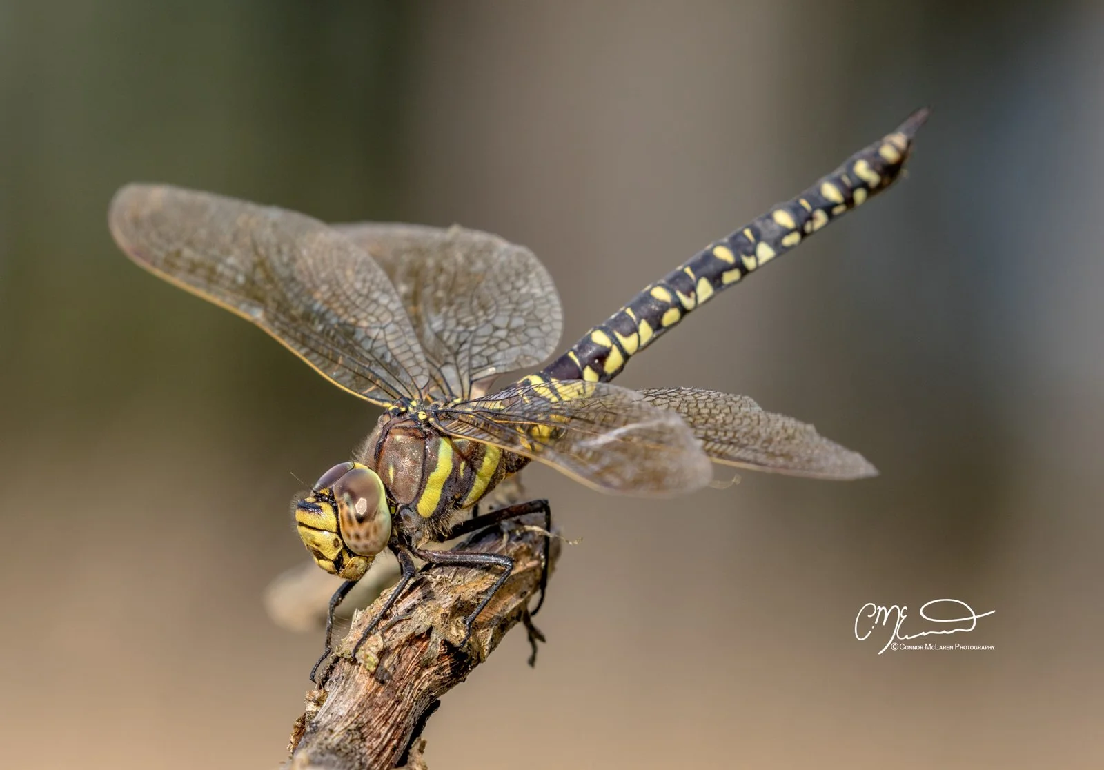 hawker dragonfly, Scottish wildlife & nature, Scotland. Close-up of a dragonfly with yellow and black markings perched on a brown twig.