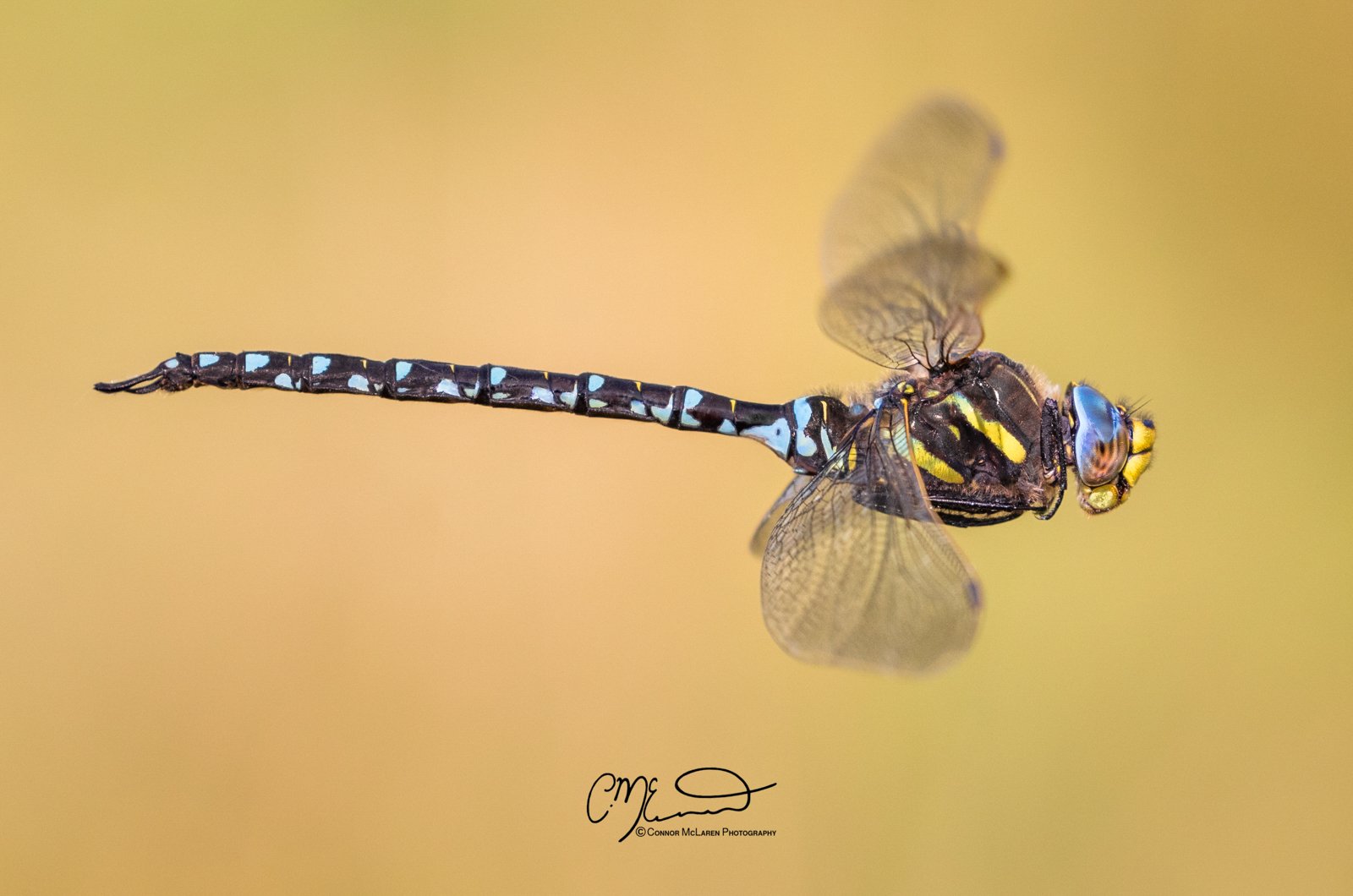 hawker dragonfly, Scottish wildlife & nature, Scotland. Close-up of a dragonfly in flight with a yellow background, detailed wings, colorful body, and large compound eyes.