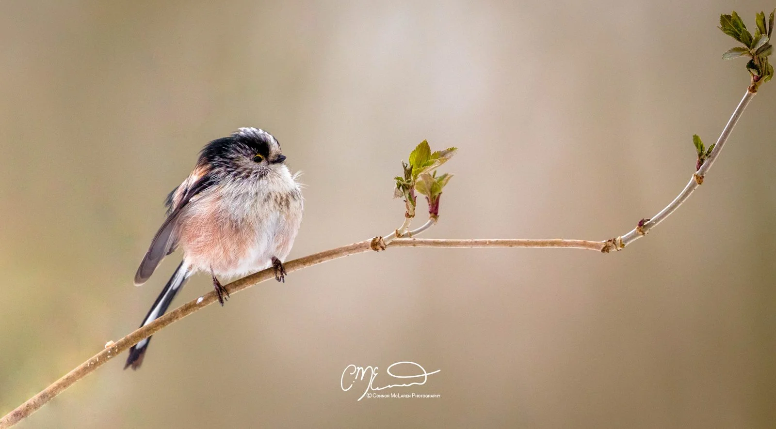 Long tailed Tit, Scottish wildlife & nature, Scotland. A small bird with black, white, and pinkish feathers perched on a thin branch with young green leaves against a blurred background.