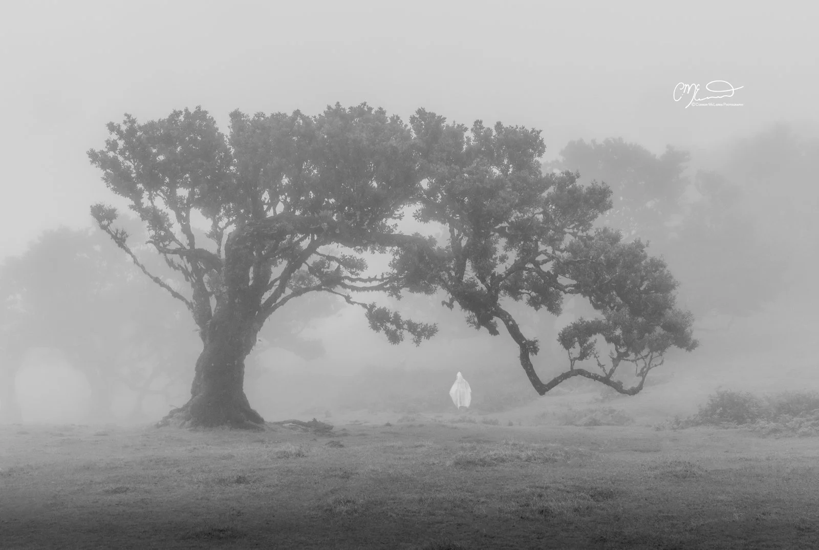 Laurel tree, Fanal Forest, Madeira Portugal. A foggy landscape with a large, gnarled tree in the foreground, and a small white figure standing near the tree amidst misty surroundings.