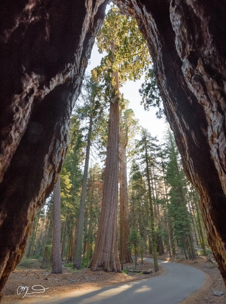 Sequoia National Park, giant redwoods, California, United States of America, USA. View of a forest scene through the hollow trunk of a fallen tree, with tall trees and a winding dirt path.