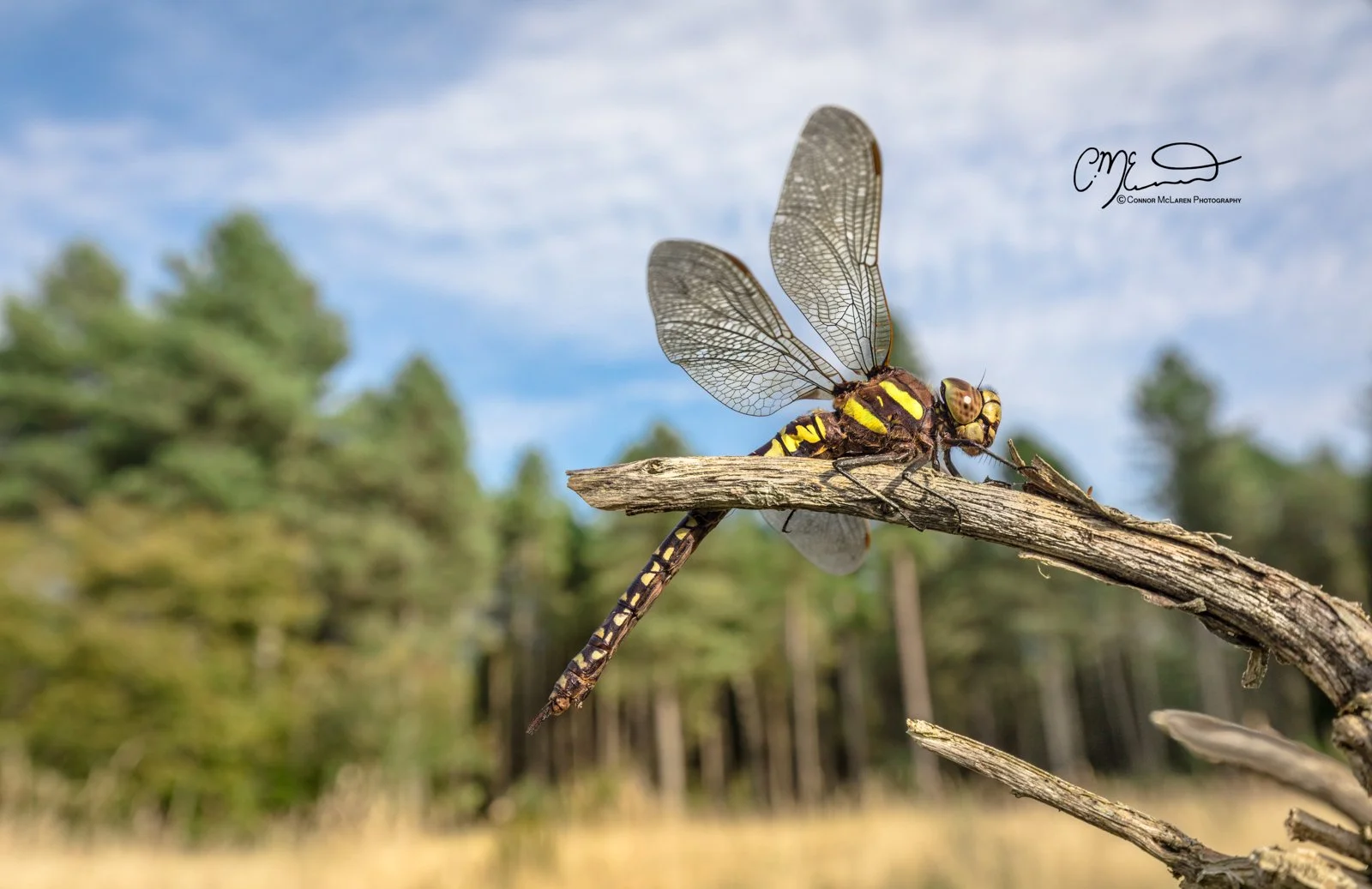 hawker dragonfly, Scottish wildlife & nature, Scotland. A close-up of a dragonfly with yellow and black markings, perched on a dry, curved tree branch with a background of blurred trees and blue sky.